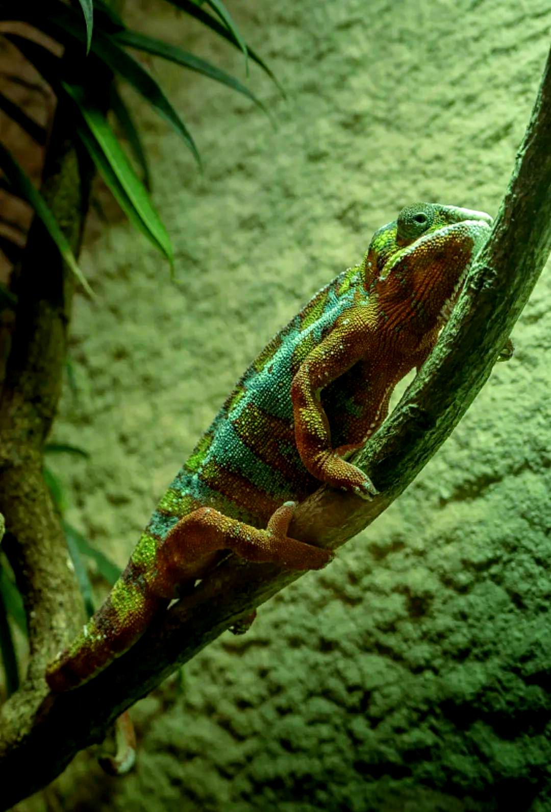 极速变色龙手机版(极速变色龙全部解锁版)-第5张图片-QuickQ官网