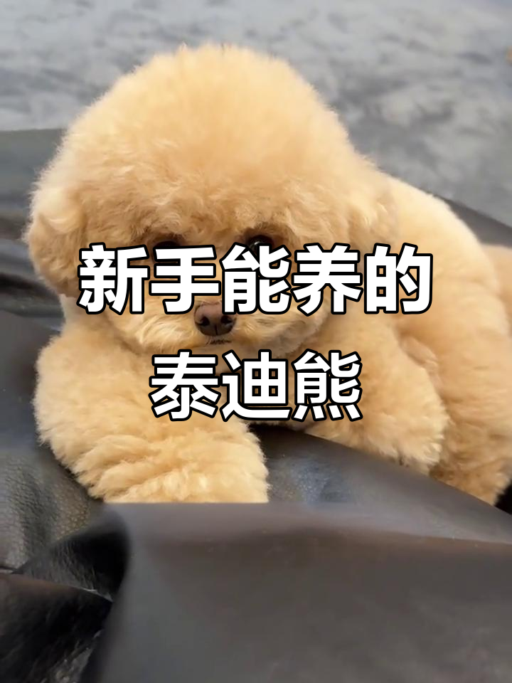 泰迪熊苹果版(泰迪熊软件下载)-第3张图片-QuickQ官网